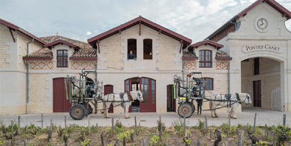 Chateau Pontet Canet Weinberg Pferde